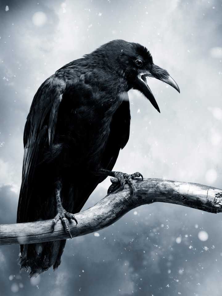 RAVEN